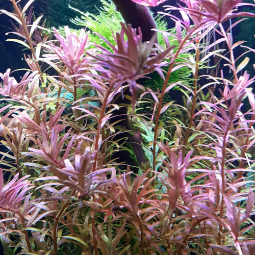 Rotala Vietnam