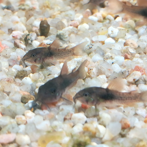 Corydoras aenus