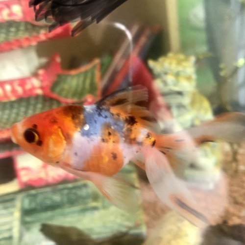 Poisson rouge classique (que de voiles)