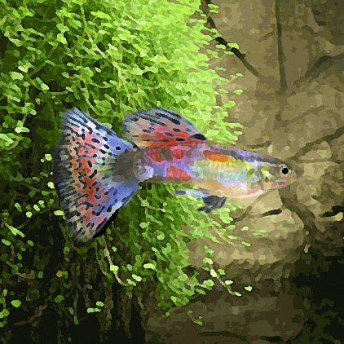 Guppy male multicolor glass (environ 4 cm)