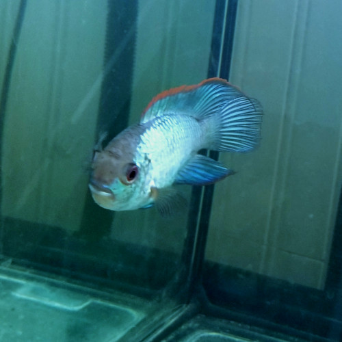 Deux acaras bleu électrique