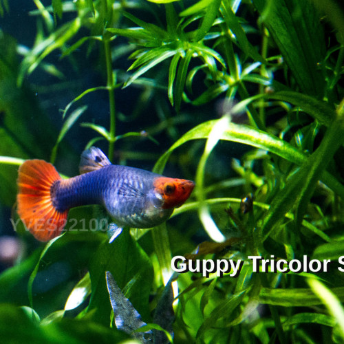 Poecilia Reticulata Guppy  KOÏ SHOWA TRICOLOR