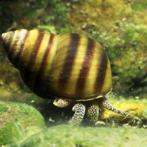 Escargots mâles et femeles paludine commune (viviparus conectus)