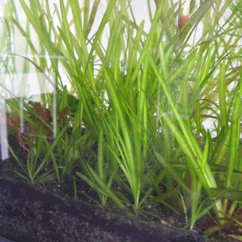 Vallisneria