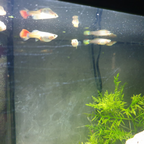 Femelles guppy xl