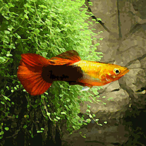 Guppy male tuxedo gold (environ 4 cm)