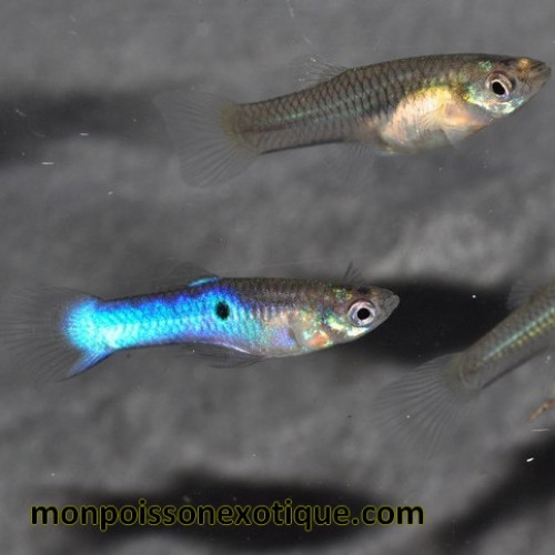 Guppy endler orange et néon