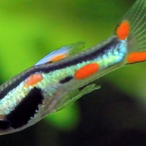 Guppy endler orange et néon