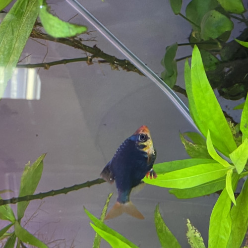 Barbu de Sumatra