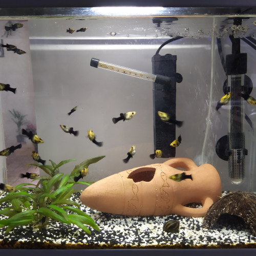 Petit Molly Fish Black & Gold