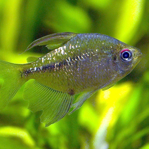 Tetras diamant (environ 4 cm)