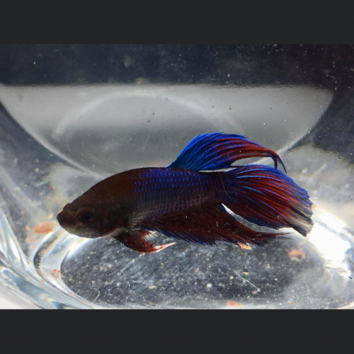 Acheter betta splendens