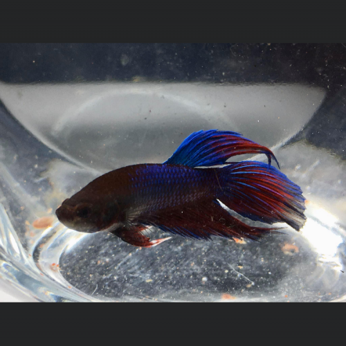 Betta splendens