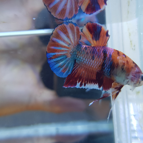 Betta NEMO  candy