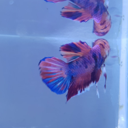 Betta NEMO  candy