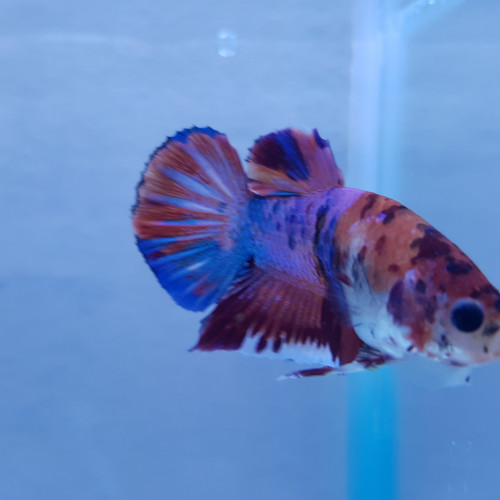 Betta NEMO  candy