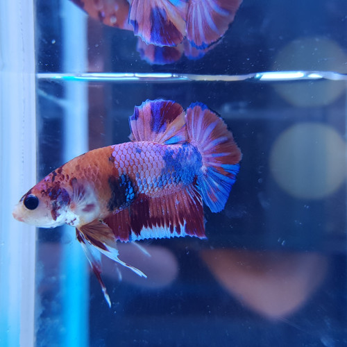 Betta NEMO  candy