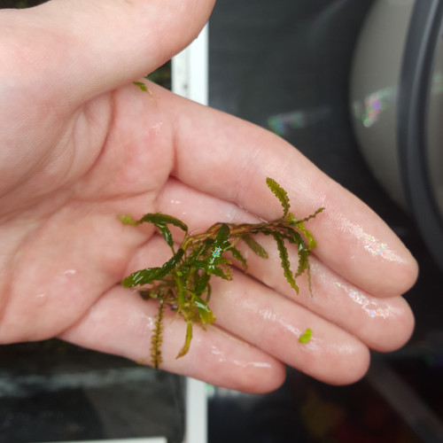 Bucephalandra Crispatula