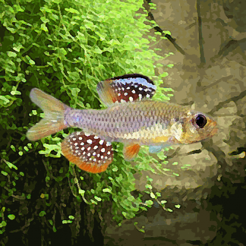 Tetras voilier (environ 4 cm)