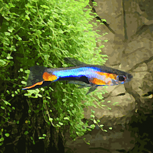 Guppy endler "blue star" (par couple) (environ 2 cm)