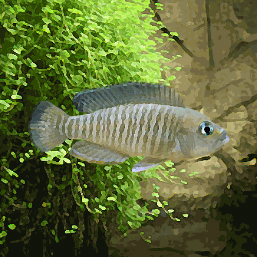 Lamprologus multifasciatus (environ 4 cm)