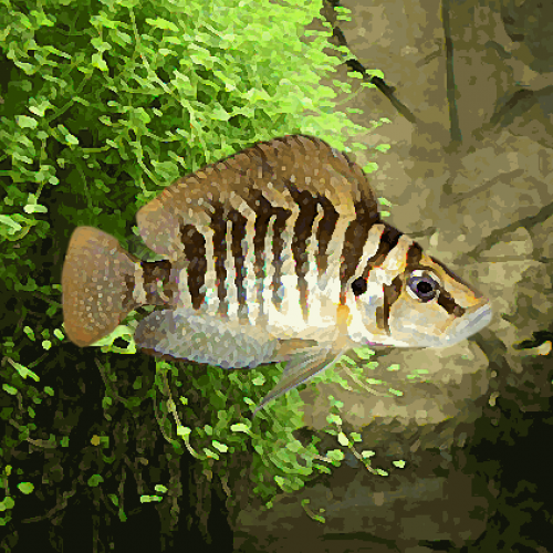 Lamprologus compressiceps (environ 5 cm)