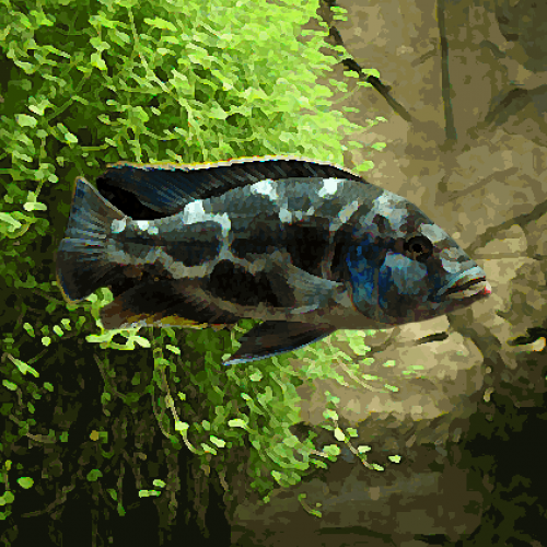 Haplochromis livingstonii (environ 5 cm)