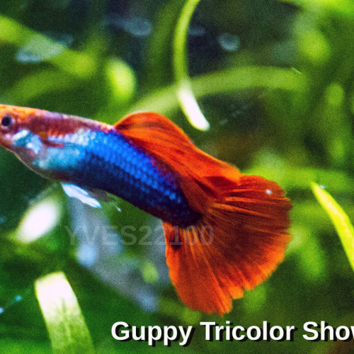 Poecilia Reticulata Guppy  KOÏ SHOWA TRICOLOR