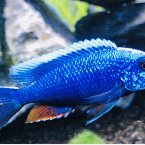 Sciaenochromis Fryeri