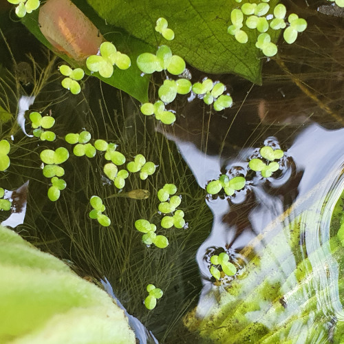 Lentille et laitues d'eau