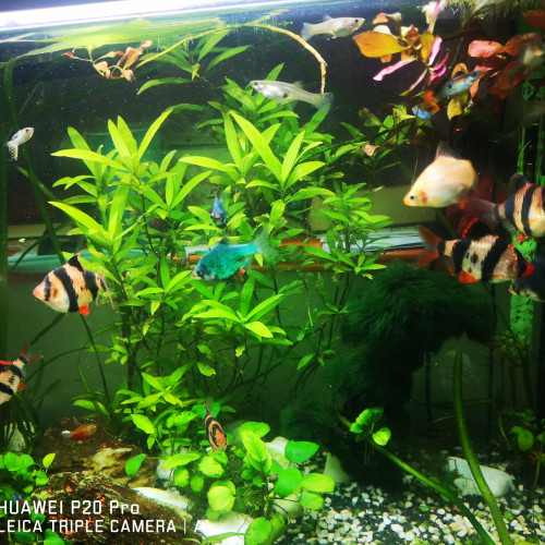 Askoll aquarium, poisson et plantes