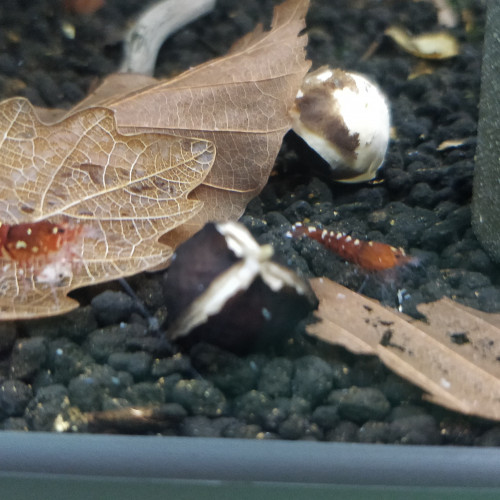 Crevette Taiwan Bee Galaxy Pinto Fishbone