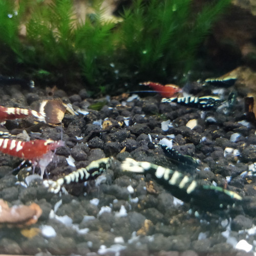 Crevette Taiwan Bee Galaxy Pinto Fishbone