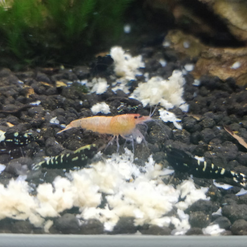 Crevette Taiwan Bee Galaxy Pinto Fishbone