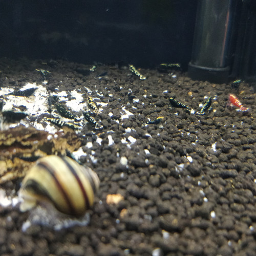Crevette Taiwan Bee Galaxy Pinto Fishbone