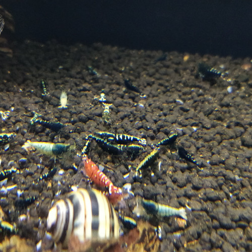 Crevette Taiwan Bee Galaxy Pinto Fishbone