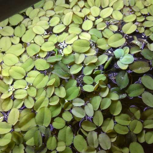 Salvinia natans