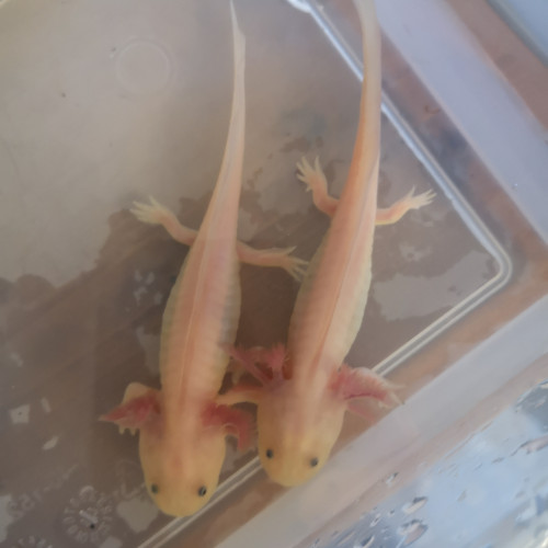 Axolotl leucistique