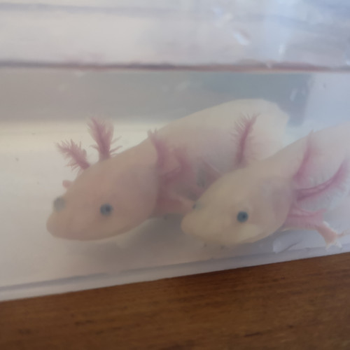 Axolotl leucistique