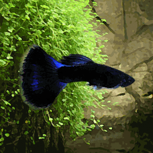 Guppy male bleu nuit (environ 4 cm)