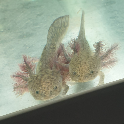 Axolotls 15 à 20 cm