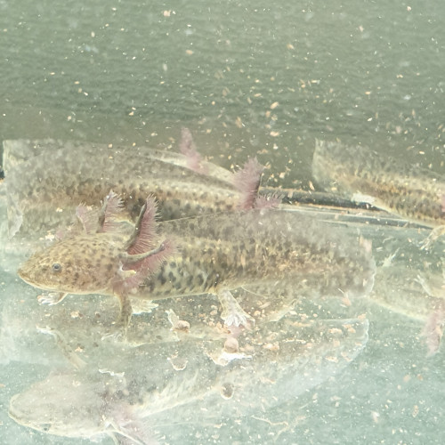 Axolotls 15 à 20 cm