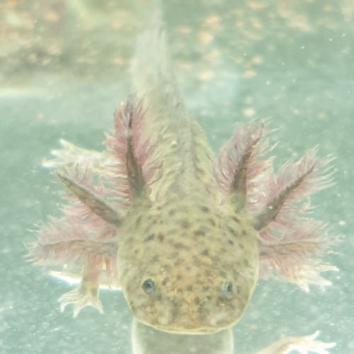 Axolotls 15 à 20 cm