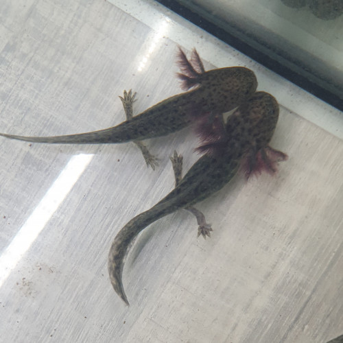 Axolotls 15 à 20 cm