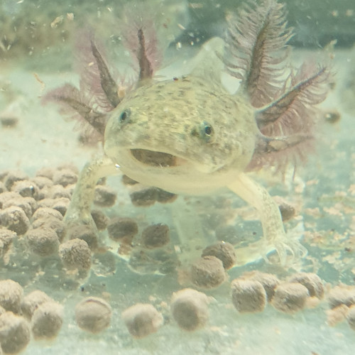 Axolotls 15 à 20 cm