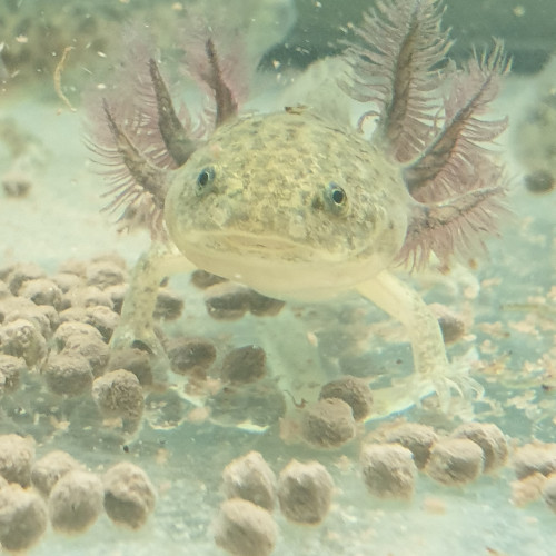 Axolotls 15 à 20 cm