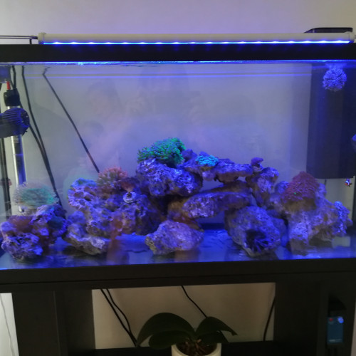 Vend aquarium