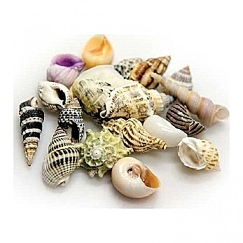 Coquillages Assortiment Taille L 1Kg de coquilles