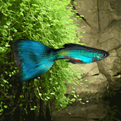 Guppy male bleu turquoise (environ 4 cm)