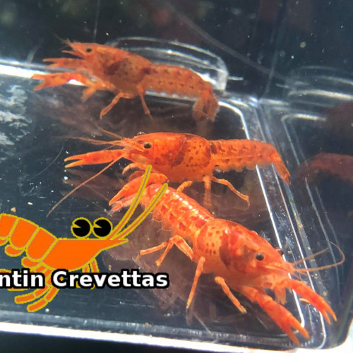 Magnifiques Ecrevisses naines CPO Oranges (>3cm)
